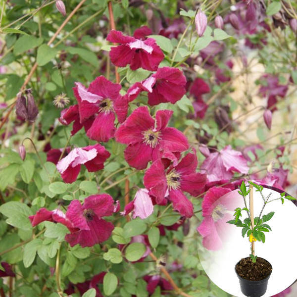 Clematis Rubra