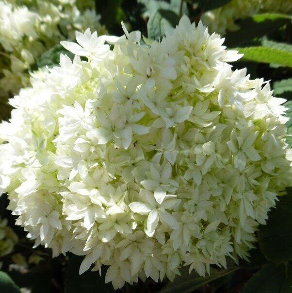 Hydrangea arborescens) 