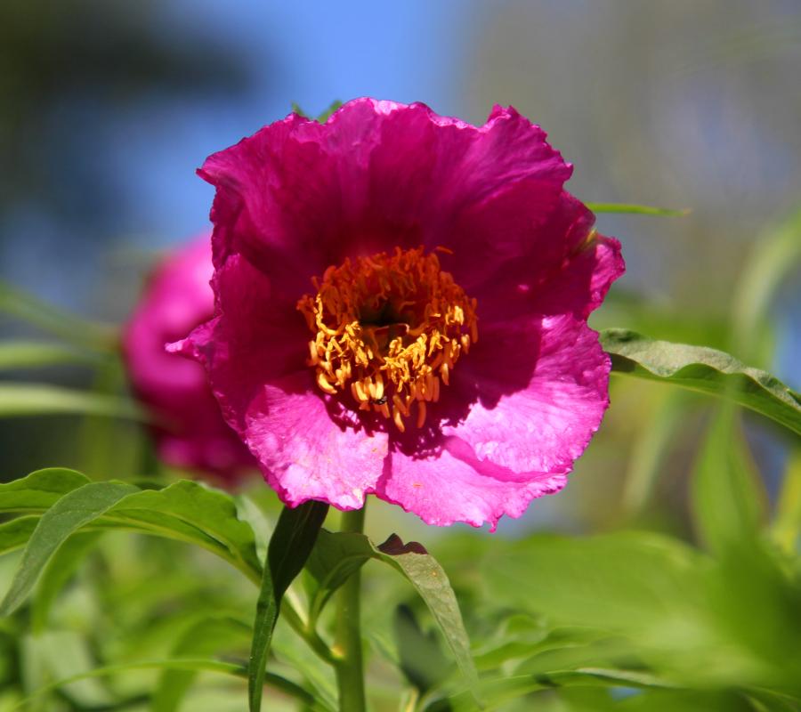 Paeonia 'Pink Giant ...