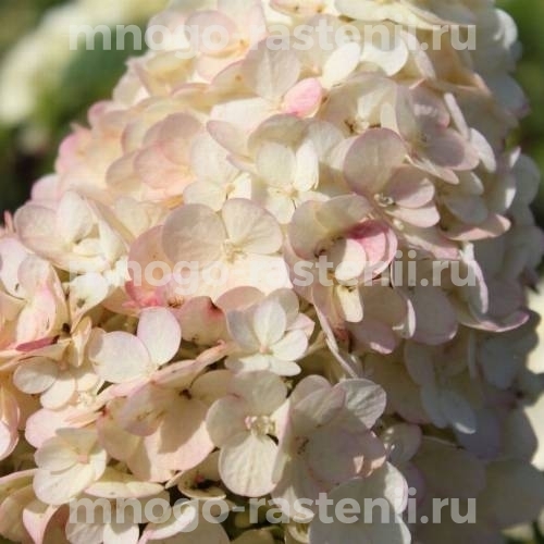 Саженцы Гортензия метельчатая Жемчужина Фестиваля (Hydrangea ...