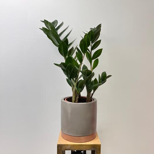 Замиокулькас - Zamioculcas: фото, условия выращивания, уход и ...