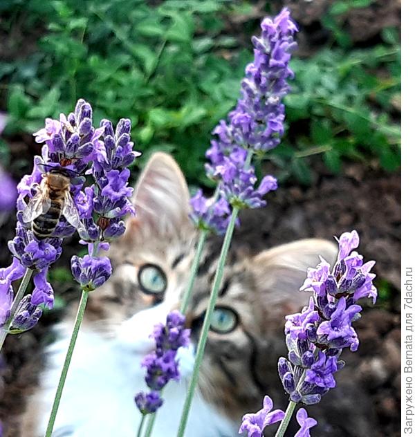 Lavandula ANGUSTIFOLIA 'ENGLISH' (Лаванда): купить ~ 10 семян ...