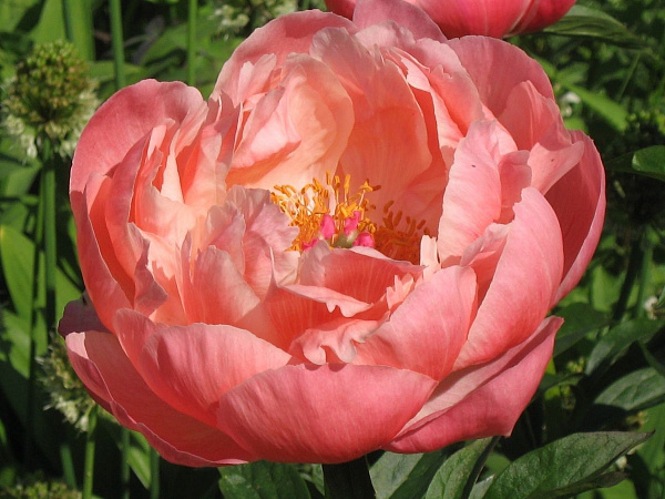 Пион Ред Сюприм: купить саженцы Paeonia Red Supreme в Москве