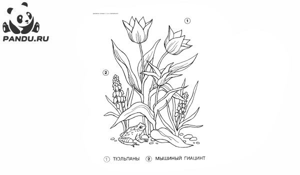 Раскраски тюльпан, Раскраска Тюльпаны в ...