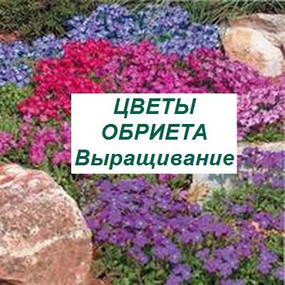 Обриета Горная фантазия, Смесь, 0,1 г, купить в интернет ...