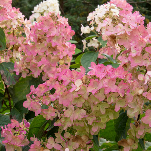 Hydrangea paniculata ...