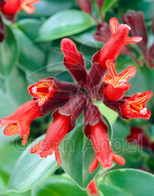 Эсхинантус Aeschynanthus Black Pagoda