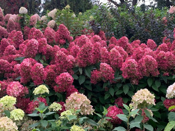 Гортензия метельчатая Панзола (Hydrangea paniculata Panzola ...