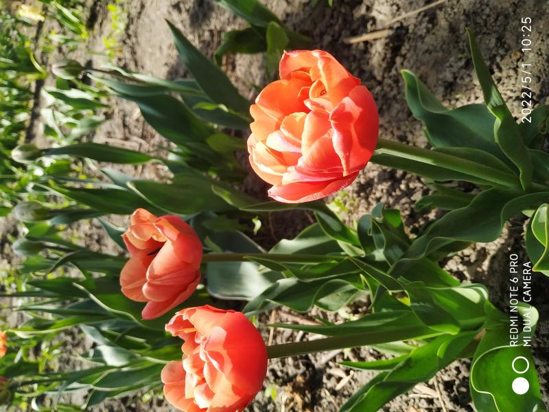 Tulipa 'Menton' Single late 5 Menton tulip - deep pink petals ...