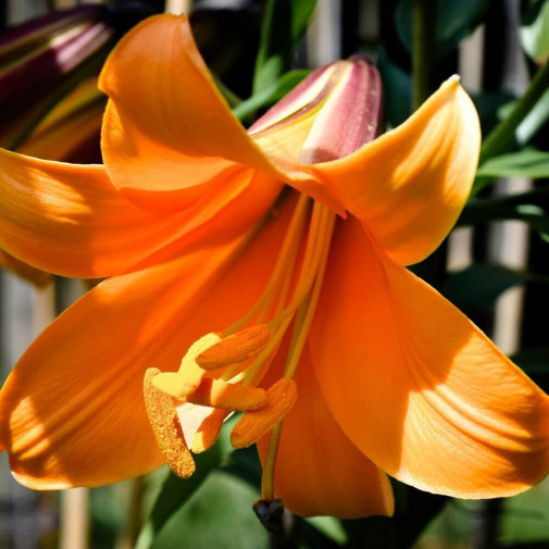 Lilium aureum ‹African Queen ...