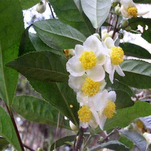 Мелалеука или Чайное дерево (Melaleuca alternifolia)