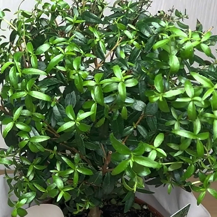 Мирт обыкновенный (Myrtus communis) | Комнатный сад | Дзен