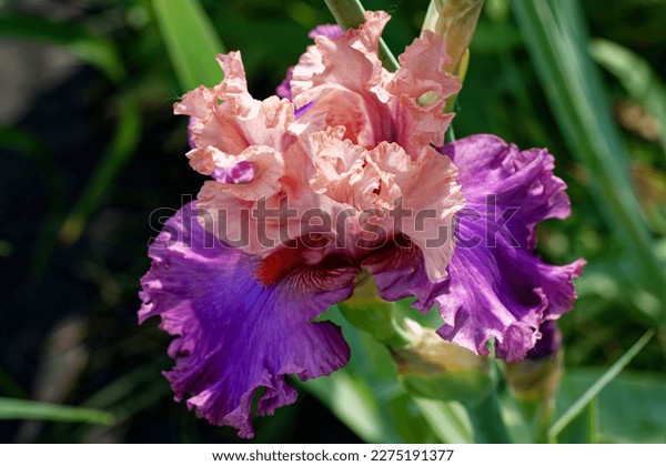 Pink Iris Watercolor Photos, Images & Pictures | Shutterstock