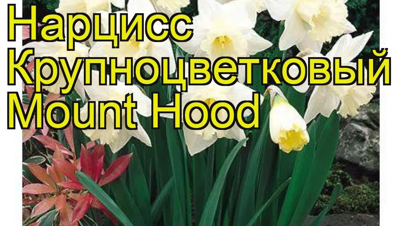 Нарцисс Ёрлишер (5 шт/уп) – купить Нарциссы в Москве ...