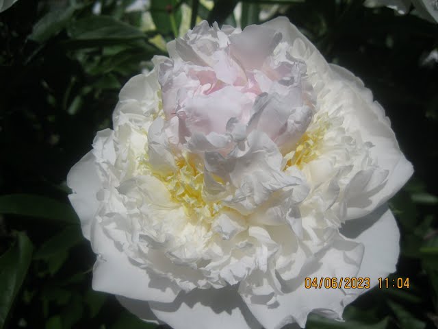 Blush Queen peony. Блаш Квин пион ...