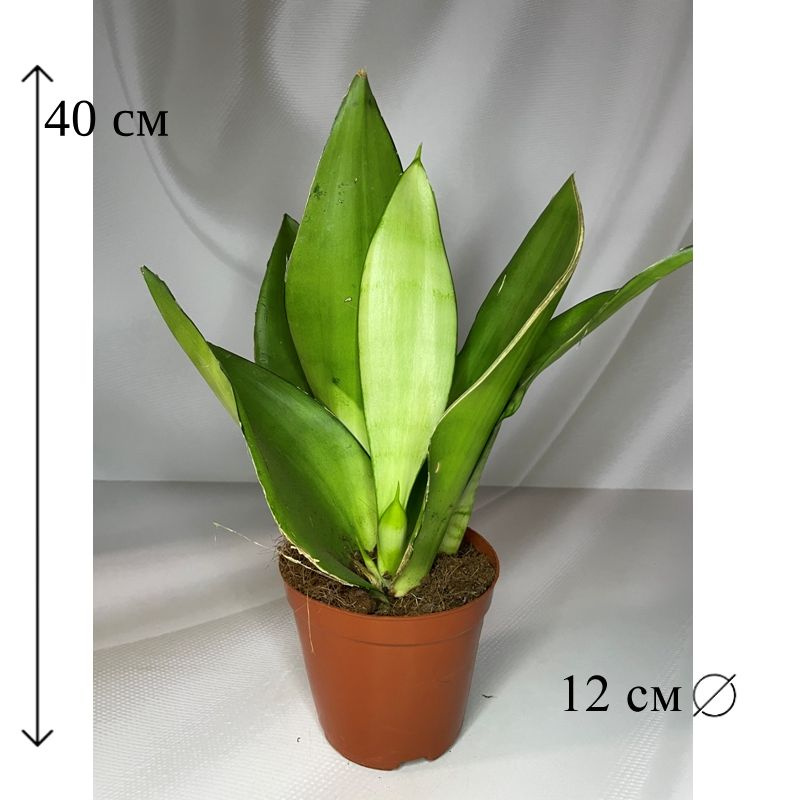 Растение ⌀ 6 Philodendron MOONSHINE ...