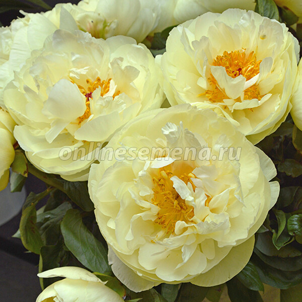 Пион Лемон Дрим (Paeonia Lemon Dream) купить в Москве по ...