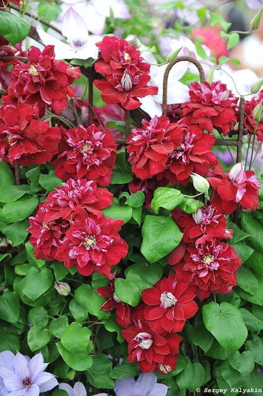 Buy Clematis 'Nubia' (Boulevard Collection) | Red | Group 3 ...