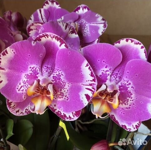 Orchids_Helen | 26 секунд красоты❤️, кажется что мало... А ...