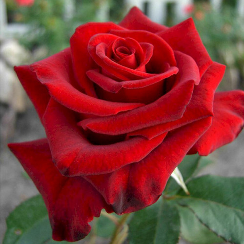 Lovely red rose in the yard | Premium ...