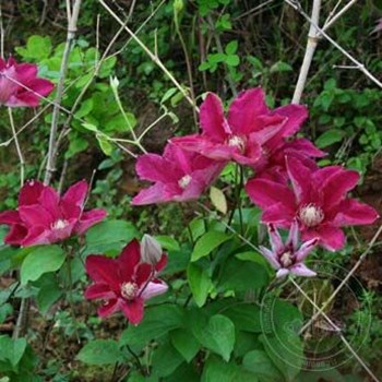 Clematis florida ...