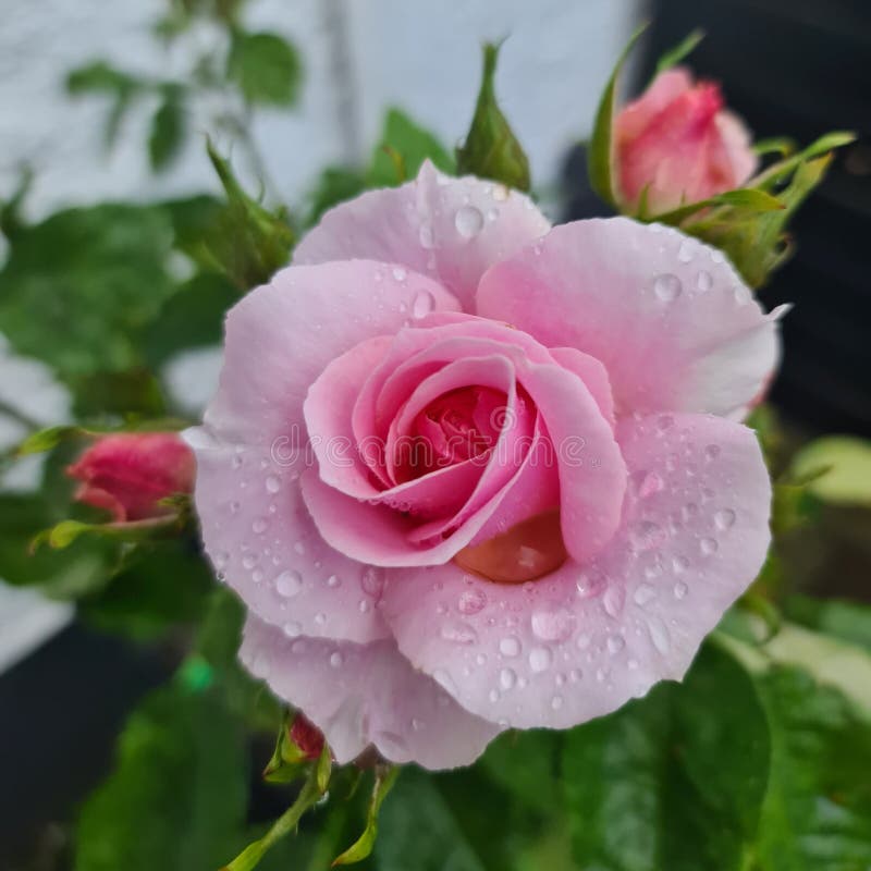 Morning Dew Drops on Our English Rose | Plum Bird Corner