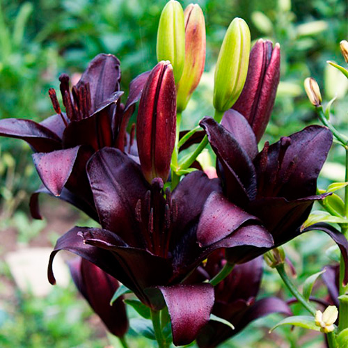 Lily - Asiatic Black Charm – Plantcetera