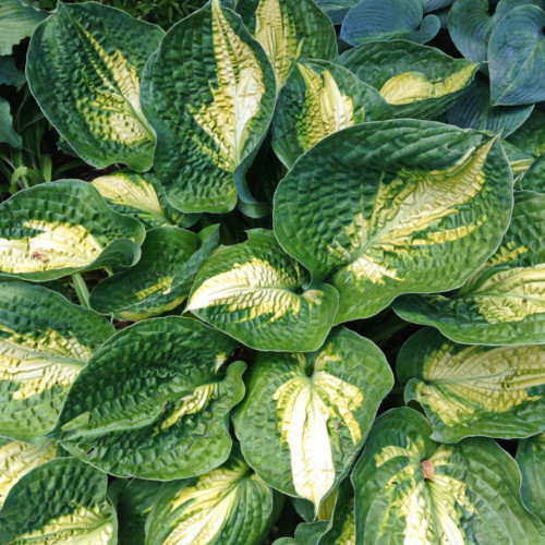 Hosta 'Alligator Alley ...