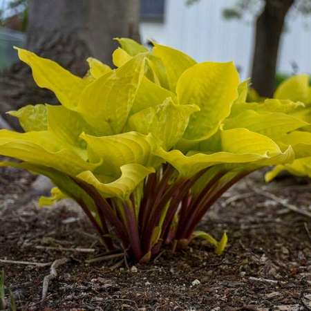 Хоста 'Флэмиш Бьюти' / Hosta 'Flemish Beauty' - Ландшафтная ...