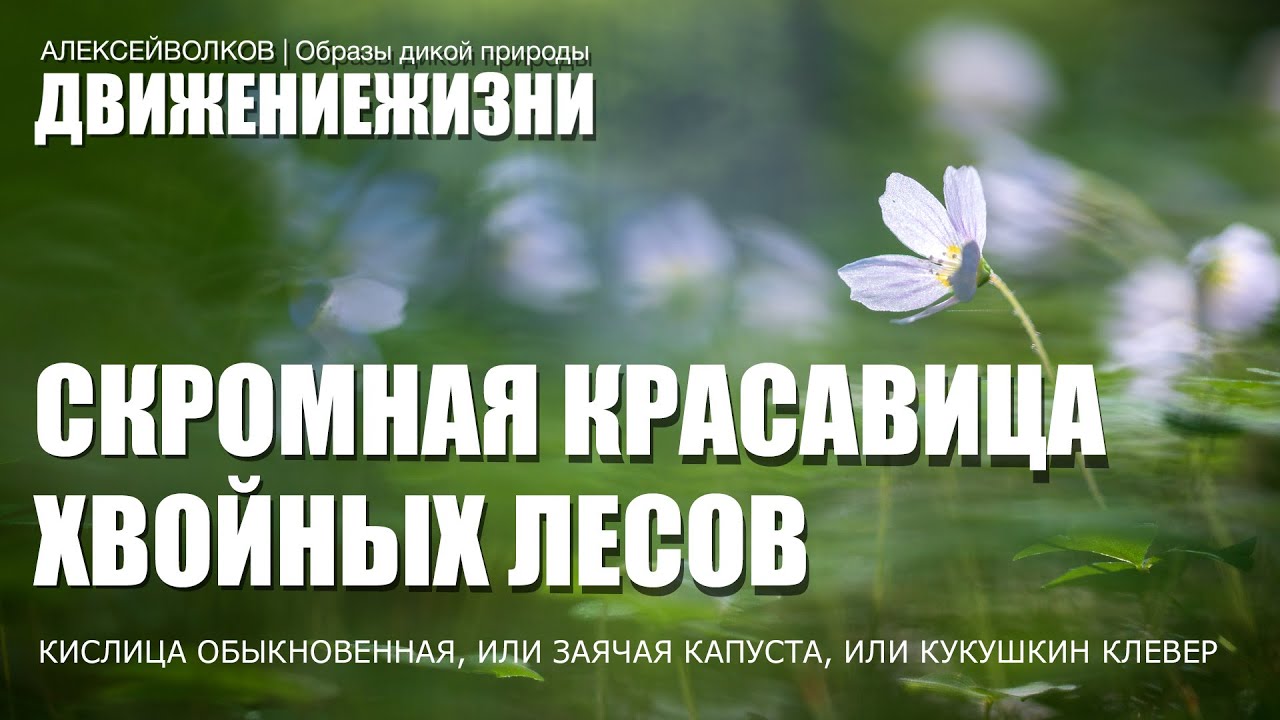 Молодило — заячья капуста: botanichka — LiveJournal