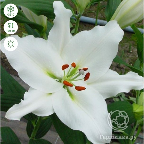 Lilium or santander | LILORI | Lilium ...