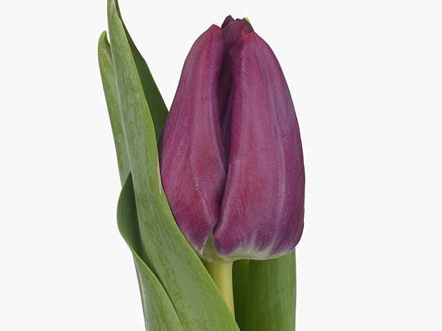 Tulip Purple Lady