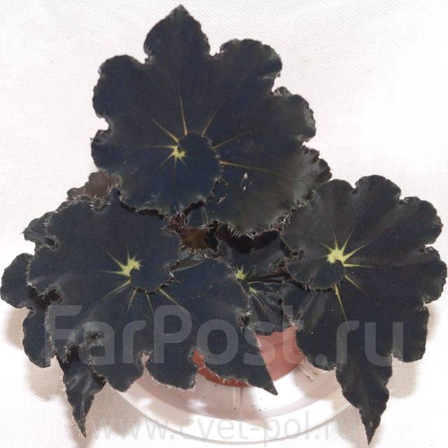 Begonia 'Black Fang' - buy online at Foliage Factory