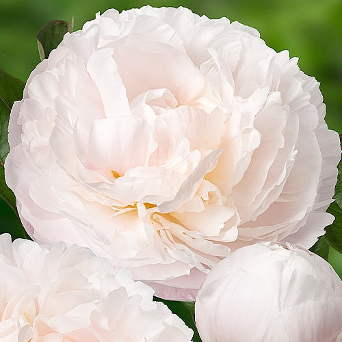 Peony Carl G. Klehm купить, отзывы ...