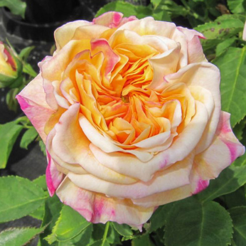 Buy Alchymist - Climbing Rose - Trevor White Roses