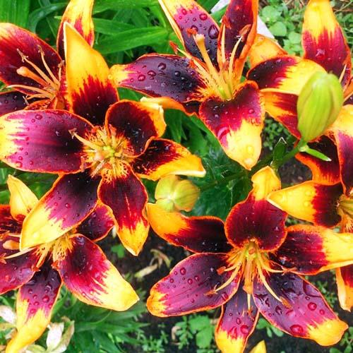 Lis asiatique 'Forever Susan' - Lilium asiaticum - Jardin du Pic ...