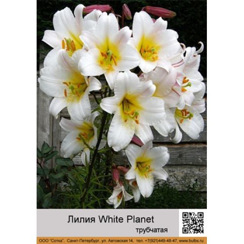 Lilia Trąbkowa 'White Planet' (24/+) Wild Lilly | Cebulki ...