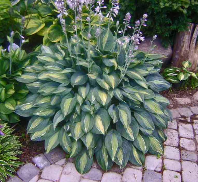 Hosta Kiwi Full Monty - Fransen Hostas