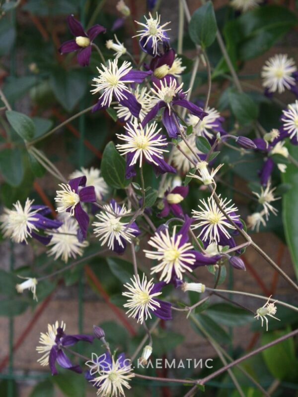 Клематис ароматный (Clematis aromatica) купить в Москве по ...