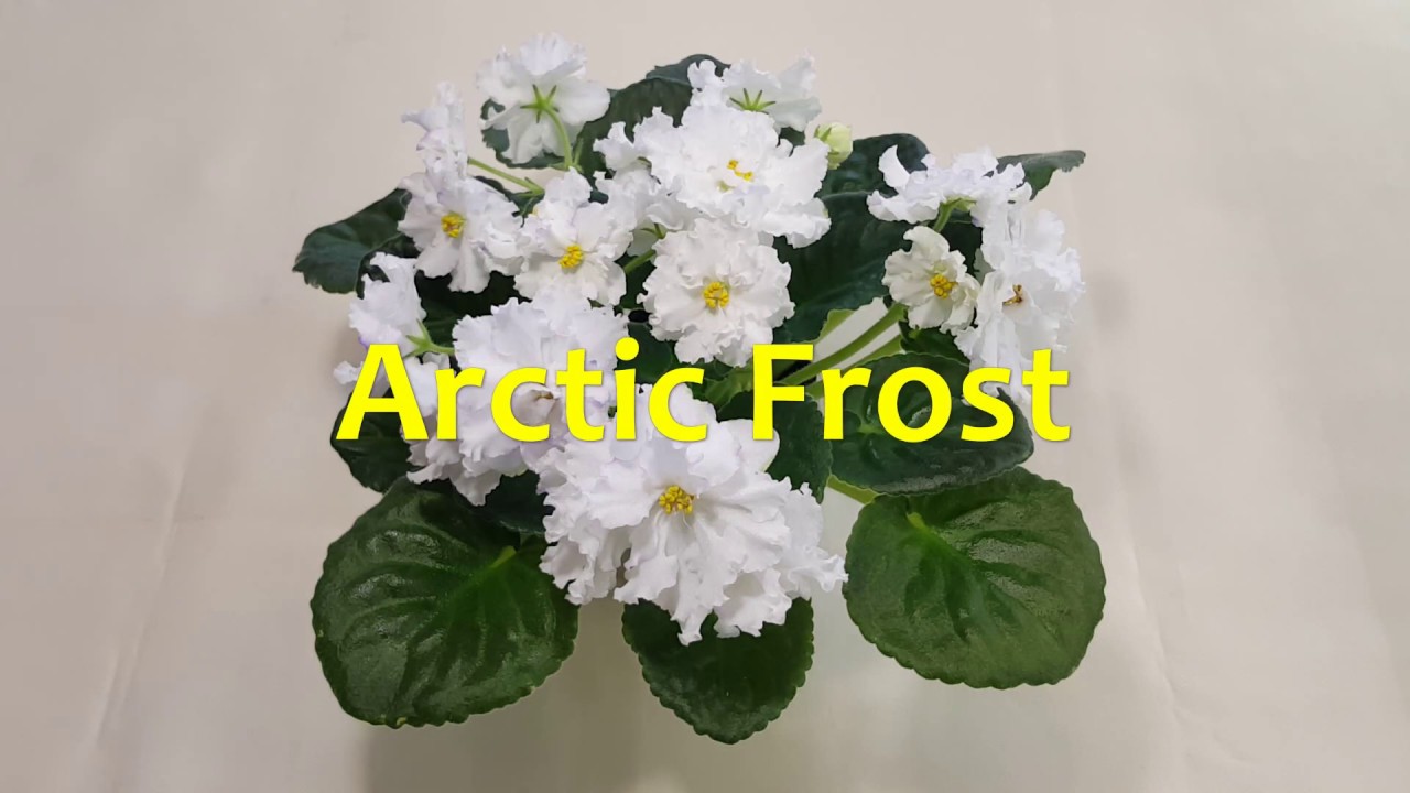 Фиалка Arctic Frost. Купить