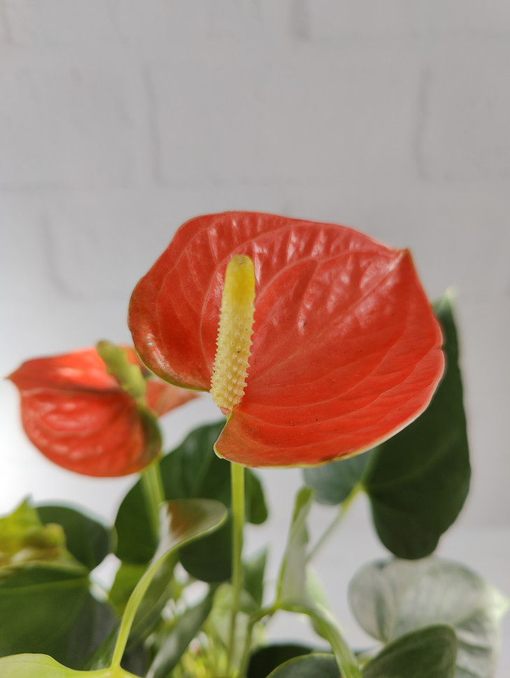 Anthurium and. prince of orange 6/tray ...