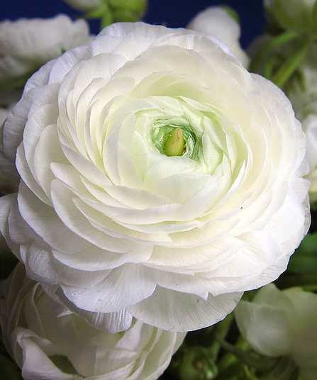 Лютик ползучий — Ranunculus repens L.: фотография и описание