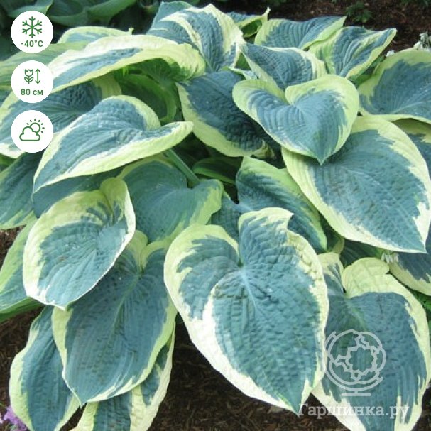 Хоста Американска / HOSTA AMERICAN HALO /