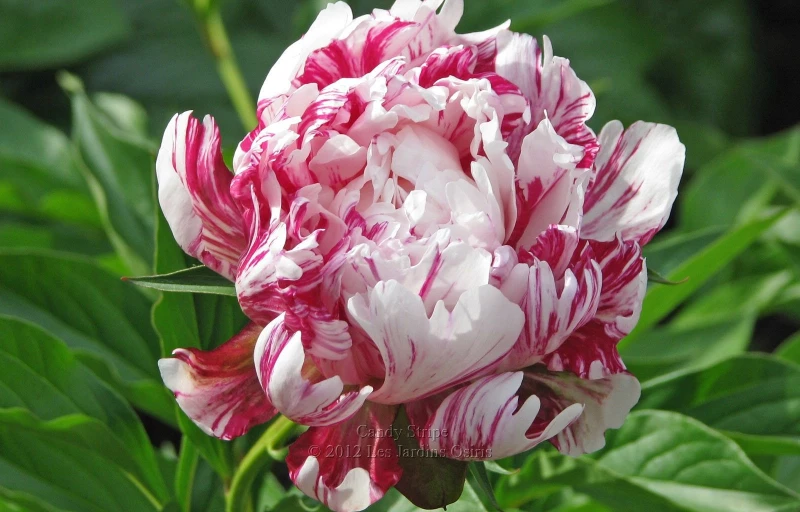 Paeonia Candy Stripe Пион Кенди Страйп