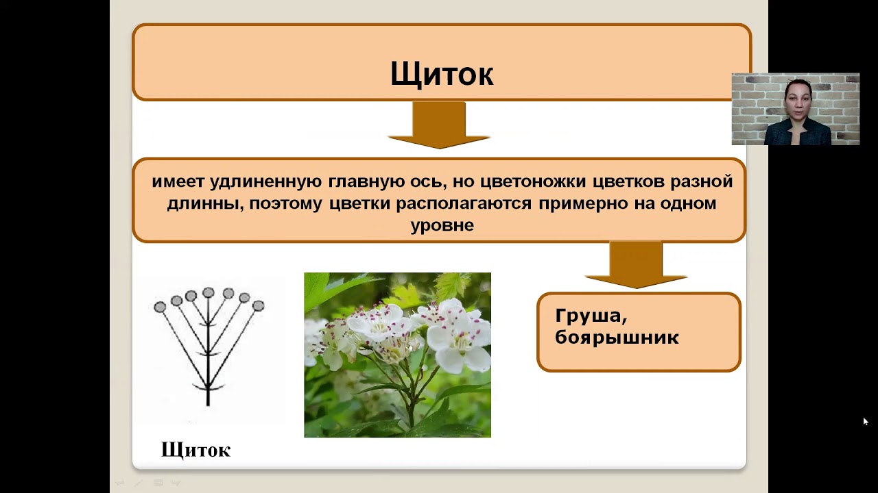 ЦВЕТОК И ПЛОД. СОЦВЕТИЯ | Биология ЕГЭ-2024 | ВКонтакте