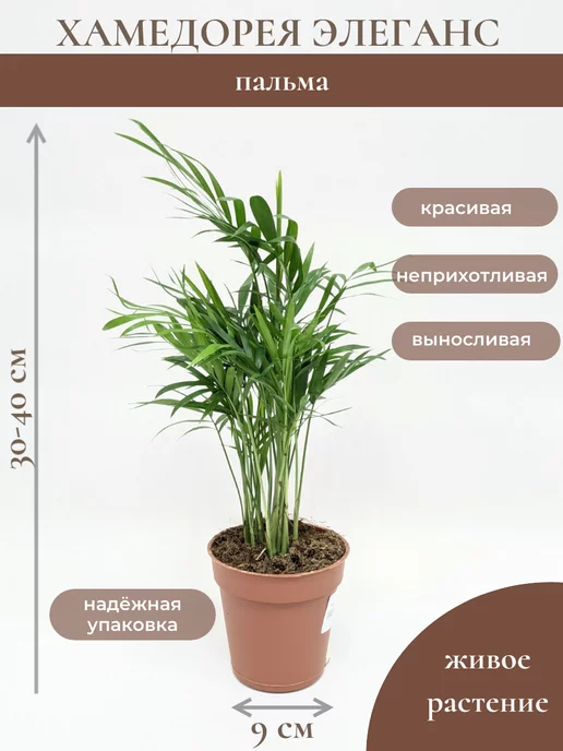 Переския шиповатая : лекарственное ...