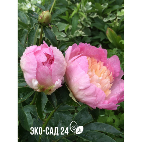 Пион Кэтрин Фонтейн (Paeonia Catharina Fontijn) 5 литров ...