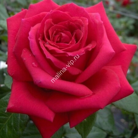 Mister Lincoln rose ~Just our Pictures of Roses ~