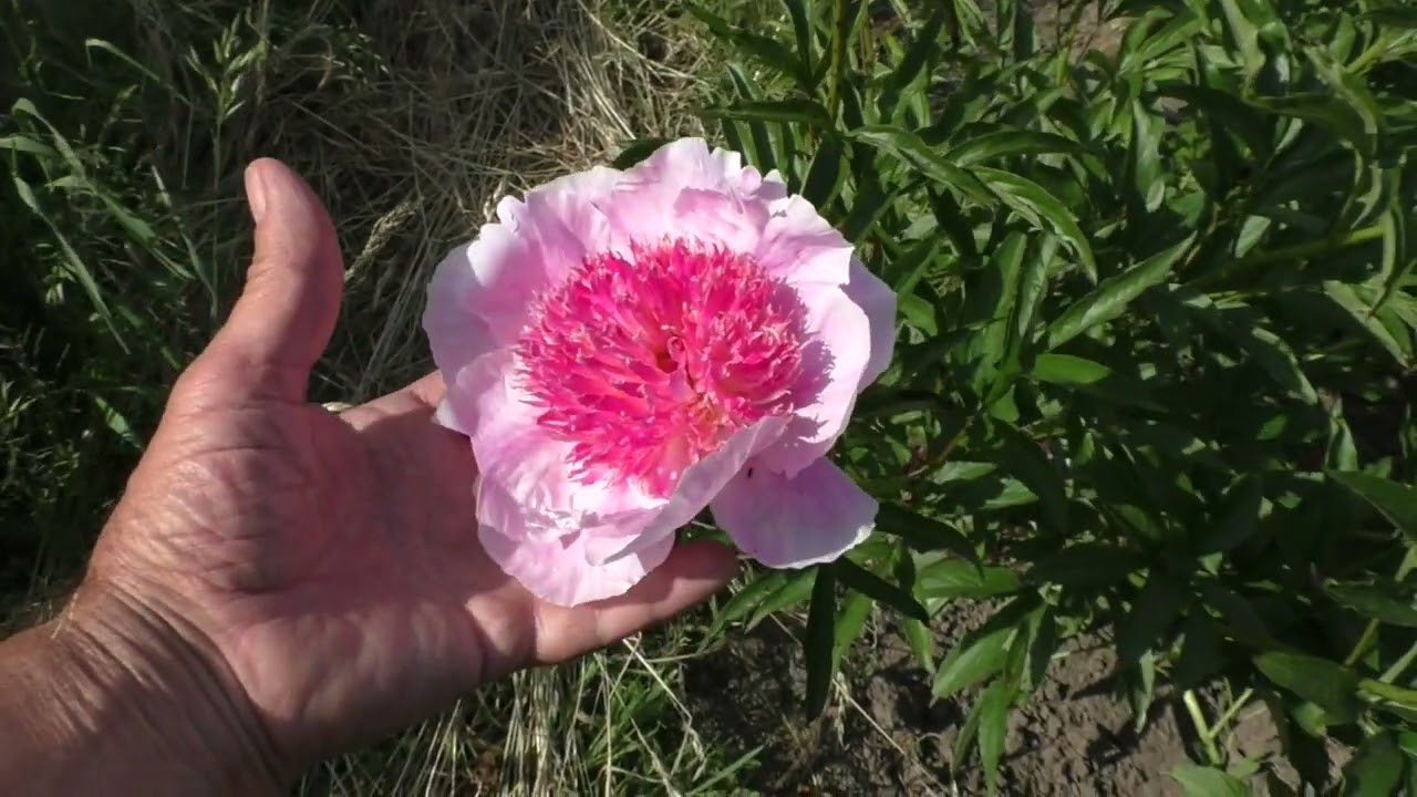 пион PEONIE SCHAFFE, Пион Пиони Шафэ ...