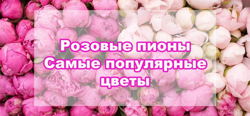 нежные розовые цветы пионы